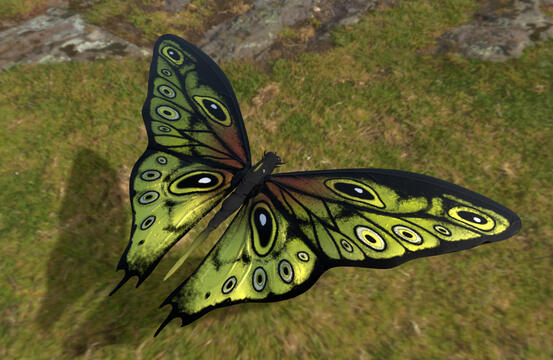 Butterfly 1